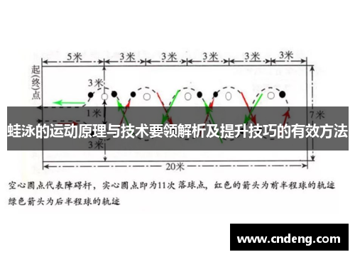 蛙泳的运动原理与技术要领解析及提升技巧的有效方法